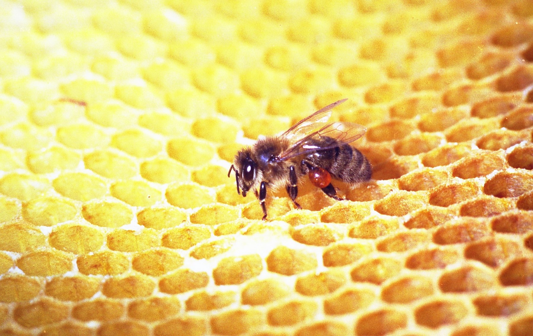 Evaluation of Propolis on Oral Flora Cells — laboratory image